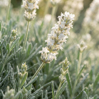 Creamy White Lavender Seeds for Planting