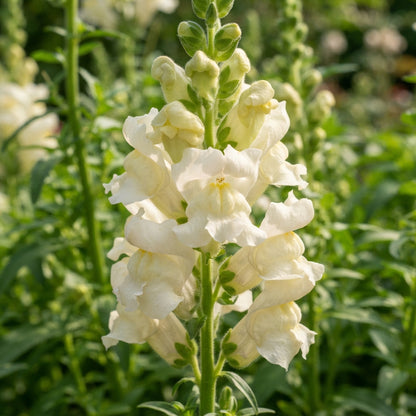 Creamy White Snapdragon Flower Seeds for Garden Planting