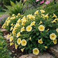 Creamy Yellow Petunia Seeds For Planting