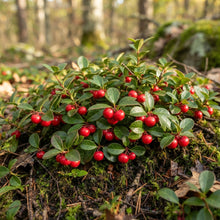 Creeping Wintergreen (Gaultheria procumbens) Seeds for Planting
