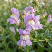 Antirrhinum Molle Flower Seeds For Planting