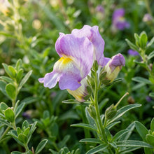 Antirrhinum Molle Flower Seeds For Planting