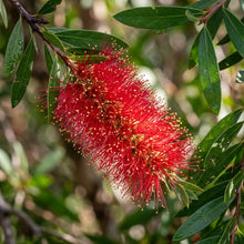 Callistemon citrinus Flower Seeds for Planting