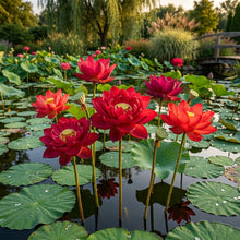 Crimson Aquatic Lotus (Nelumbo nucifera) Seeds for Planting