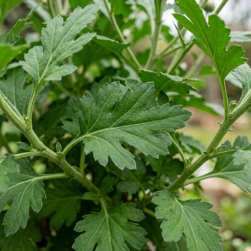 Crisantamo Flower Seeds for Planting