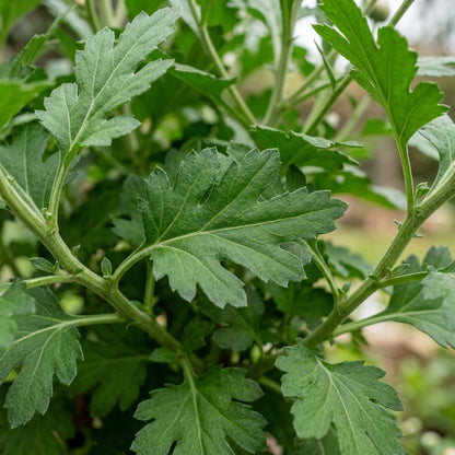 Crisantamo Flower Seeds for Planting
