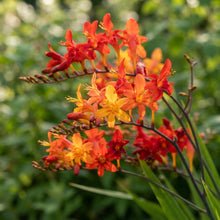 Crocosmia (Montbretia) Flower Seeds for Planting