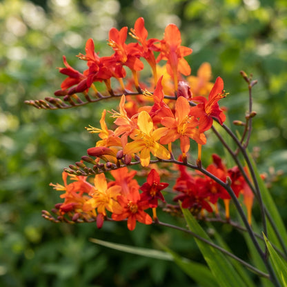 Crocosmia (Montbretia) Flower Seeds for Planting