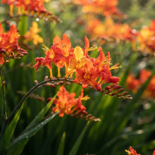 Crocosmia (Montbretia) Flower Seeds for Planting