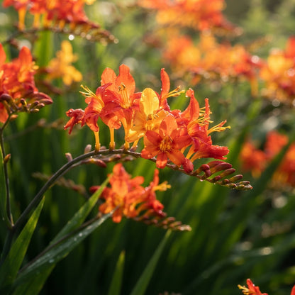 Crocosmia (Montbretia) Flower Seeds for Planting