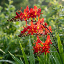Crocosmia Red Flower Seeds for Planting
