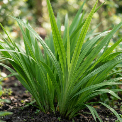 Crocosmia (Montbretia) Flower Seeds for Planting