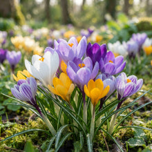 Crocus Species Mixed Flower Seeds for Planting