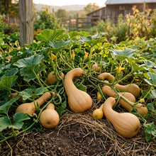 Pennsylvania Dutch Crookneck Squash Seeds – Squash Seeds for Home Garden