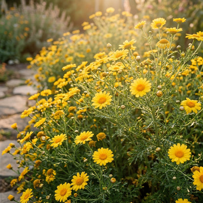 Crown Daisy Flower Seeds – Cheerful Seasonal Blooms