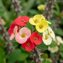 Crown of Thorns Mixed Seeds