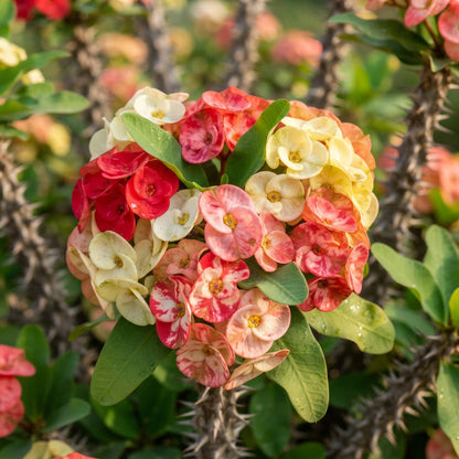 Cactus Euphorbia milii Flower Seeds for Garden Planting