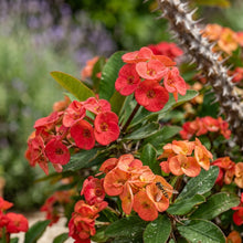 Crown of Thorns Mixed Seeds
