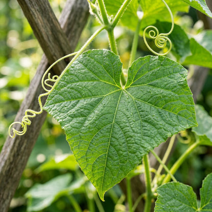 Excelsior Cucumber Seeds – Burpless Cucumber Seeds for Home Garden