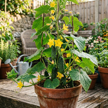 Patio Snacker Cucumber Seeds – Compact Cucumber Seeds for Home Garden