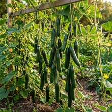 Harmonie Cucumber Seeds – Cucumber Seeds for Home Garden