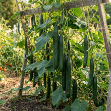 Long Green Improved Cucumber Seeds – Heirloom Cucumber Seeds for Home Garden