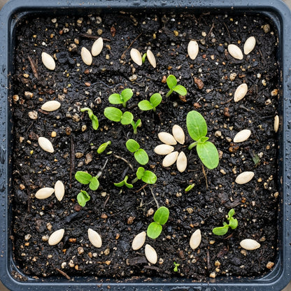 Cucumber Gherkin National Seeds – Gherkin Cucumber Seeds for Home Garden