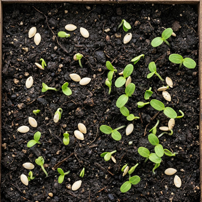Jibai Shimoshirazu Cucumber Seeds – Cucumber Seeds for Home Garden