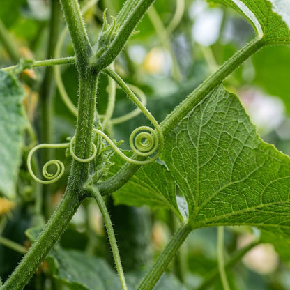 Long Green Improved Cucumber Seeds – Heirloom Cucumber Seeds for Home Garden