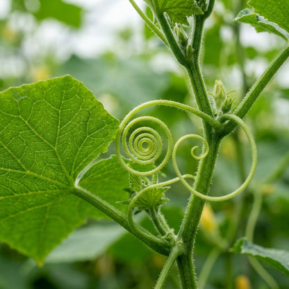 Dasher II Cucumber Seeds – Hybrid Cucumber Seeds for Home Garden