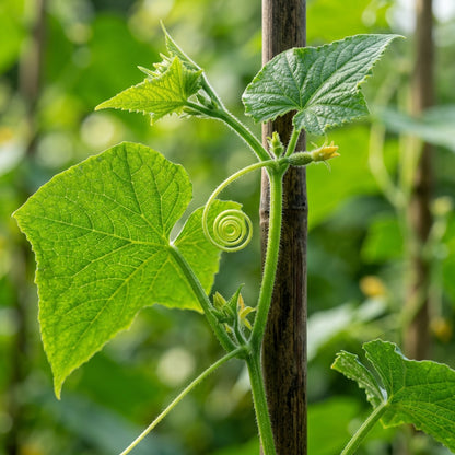 Calypso Cucumber Seeds – Cucumber Seeds for Home Garden