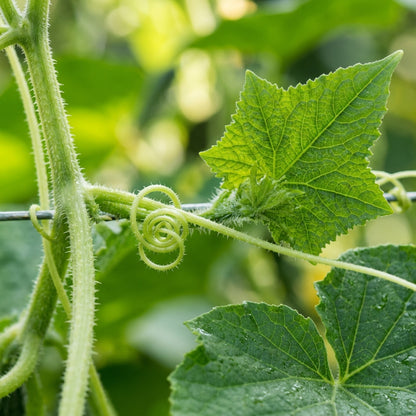 Galeux d'Eysines Squash Seeds – French Heirloom Squash Seeds