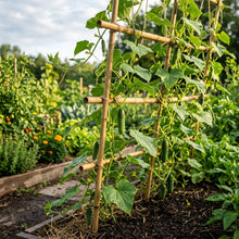 Long Crisp Pickling Cucumber Seeds for Planting