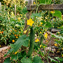 Suyo Long Cucumber Seeds – Heirloom Burpless Cucumber Seeds for Home Garden