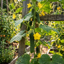 Long Green Improved Cucumber Seeds – Heirloom Cucumber Seeds for Home Garden