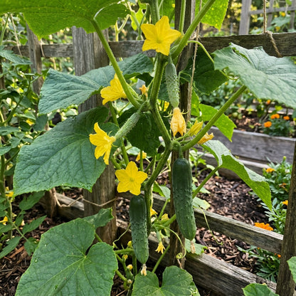 Jibai Shimoshirazu Cucumber Seeds – Cucumber Seeds for Home Garden