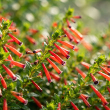 Cuphea Firecracker Plant Seeds - Cuphea Flower Seeds for Garden
