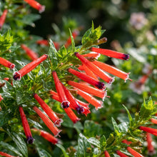 Cuphea Firecracker Plant Seeds - Cuphea Flower Seeds for Garden