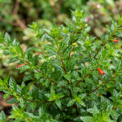 Cuphea Firecracker Plant Seeds - Cuphea Flower Seeds for Garden