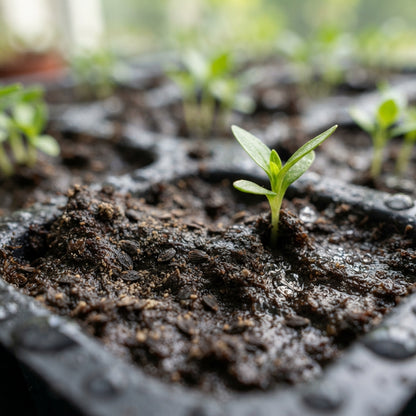 Cuphea Firecracker Plant Seeds - Cuphea Flower Seeds for Garden