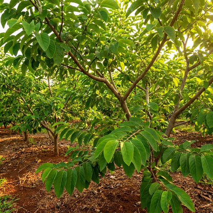 Custard Apple (Sugar Apple) Seeds for Planting