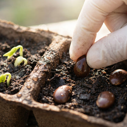 Custard Apple (Sugar Apple) Seeds for Planting
