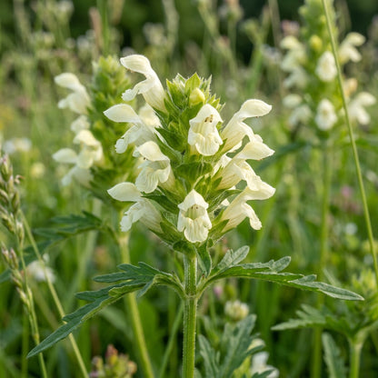Prunella Laciniata Flower Seeds