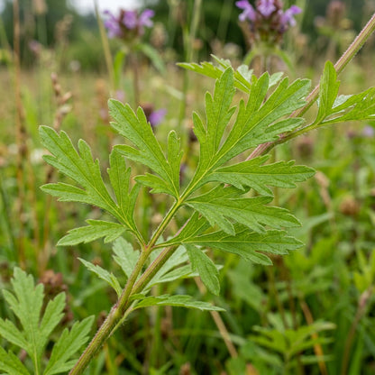 Prunella Laciniata Flower Seeds