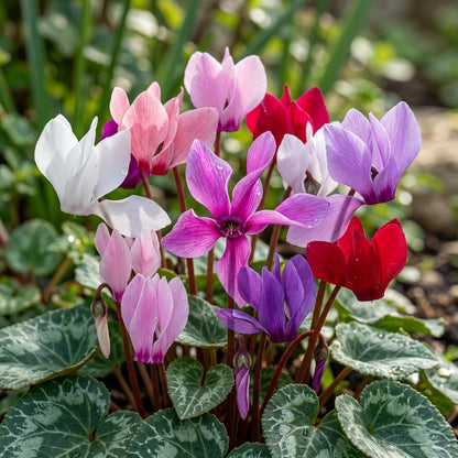 Cyclamen Flower Seeds for Indoor and Outdoor Gardens