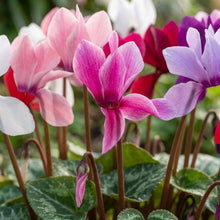 Cyclamen Flower Seeds for Indoor and Outdoor Gardens