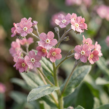 Cynoglossum Mystery Rose Flower Seeds For Planting