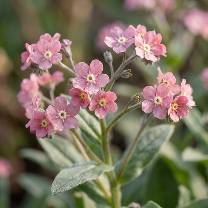 Cynoglossum Mystery Rose Flower Seeds For Planting
