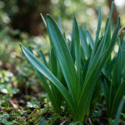 Narcissus  Thalia White Daffodil Seeds for Planting