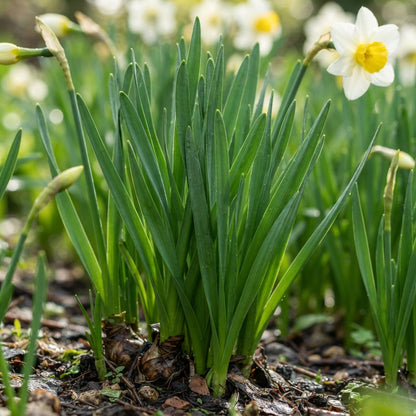 White and Yellow Daffodil Flower Seeds for Planting